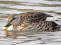 Indian Spot-billed Duck